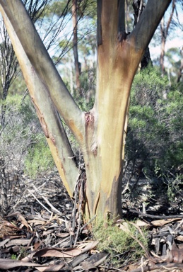 APII jpeg image of Eucalyptus terebra  © contact APII