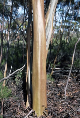 APII jpeg image of Eucalyptus terebra  © contact APII