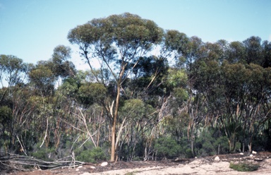 APII jpeg image of Eucalyptus terebra  © contact APII