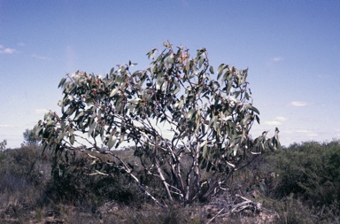 APII jpeg image of Eucalyptus tetraptera  © contact APII