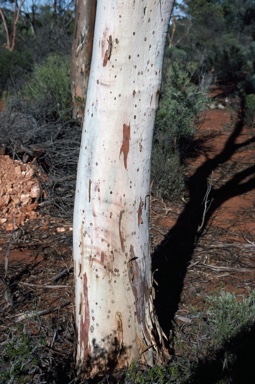 APII jpeg image of Eucalyptus transcontinentalis  © contact APII