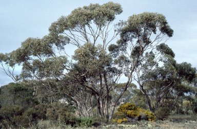 APII jpeg image of Eucalyptus moderata  © contact APII