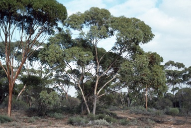 APII jpeg image of Eucalyptus moderata  © contact APII