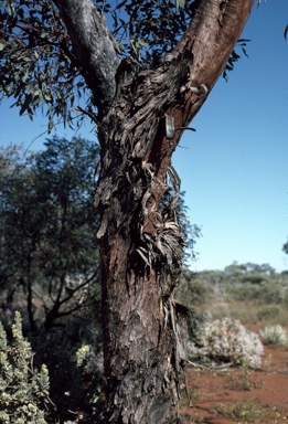 APII jpeg image of Eucalyptus trivalva  © contact APII