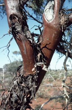 APII jpeg image of Eucalyptus trivalva  © contact APII