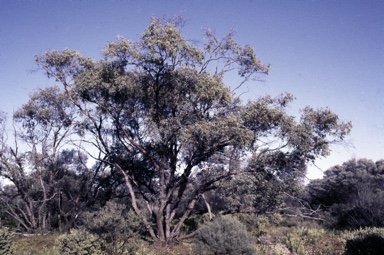 APII jpeg image of Eucalyptus trivalva  © contact APII