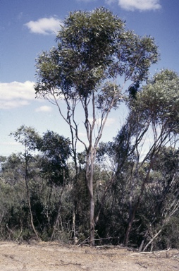 APII jpeg image of Eucalyptus tumida  © contact APII
