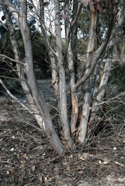 APII jpeg image of Eucalyptus utilis  © contact APII