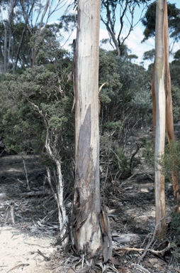 APII jpeg image of Eucalyptus valens  © contact APII