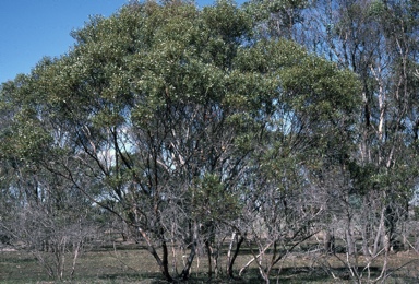 APII jpeg image of Eucalyptus vegrandis  © contact APII