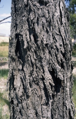 APII jpeg image of Eucalyptus viminalis subsp. cygnetensis  © contact APII