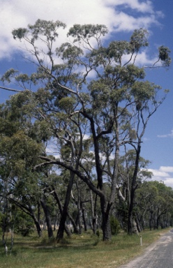 APII jpeg image of Eucalyptus viminalis subsp. cygnetensis  © contact APII