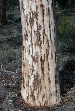 APII jpeg image of Eucalyptus wandoo subsp. pulverea  © contact APII