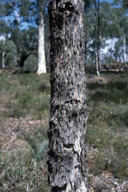 APII jpeg image of Eucalyptus wandoo subsp. wandoo  © contact APII