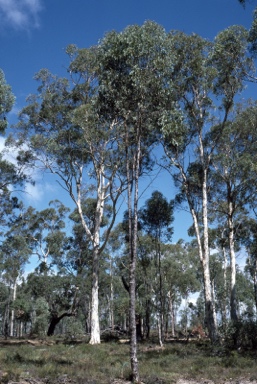 APII jpeg image of Eucalyptus wandoo subsp. wandoo  © contact APII