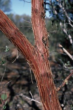 APII jpeg image of Eucalyptus websteriana  © contact APII