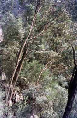 APII jpeg image of Eucalyptus wilcoxii  © contact APII