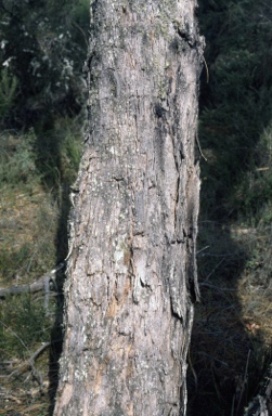 APII jpeg image of Eucalyptus willisii  © contact APII