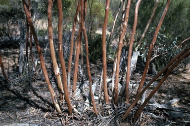 APII jpeg image of Eucalyptus yilgarnensis  © contact APII