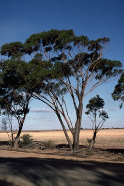 APII jpeg image of Eucalyptus yilgarnensis  © contact APII