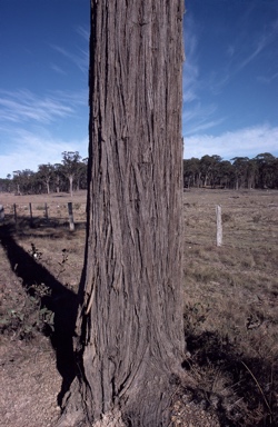 APII jpeg image of Eucalyptus youmanii  © contact APII