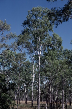 APII jpeg image of Eucalyptus acroleuca  © contact APII