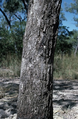 APII jpeg image of Eucalyptus acroleuca  © contact APII