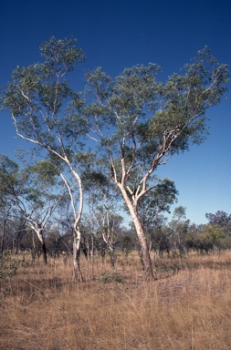 APII jpeg image of Eucalyptus chartaboma  © contact APII