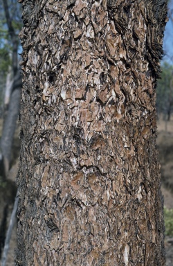 APII jpeg image of Eucalyptus chartaboma  © contact APII