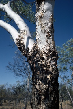 APII jpeg image of Eucalyptus chartaboma  © contact APII