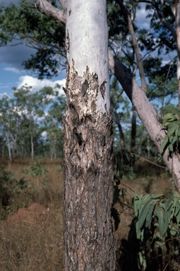 APII jpeg image of Eucalyptus miniata  © contact APII