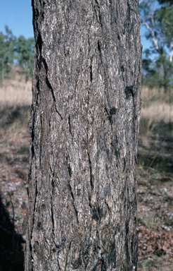 APII jpeg image of Eucalyptus miniata  © contact APII