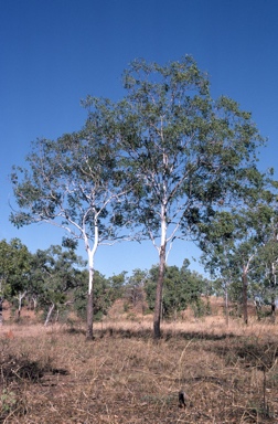 APII jpeg image of Eucalyptus miniata  © contact APII