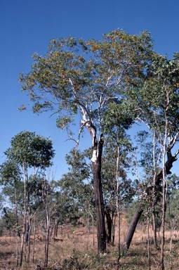 APII jpeg image of Eucalyptus miniata  © contact APII