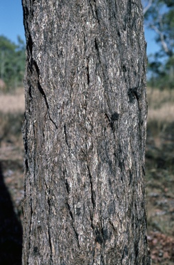 APII jpeg image of Eucalyptus miniata  © contact APII