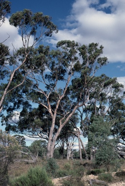 APII jpeg image of Eucalyptus terrica  © contact APII