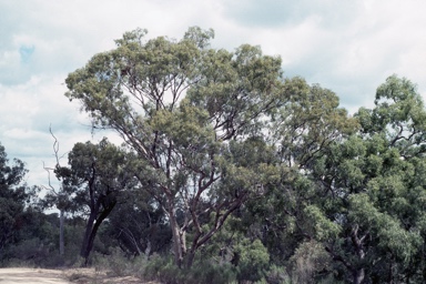 APII jpeg image of Eucalyptus terrica  © contact APII