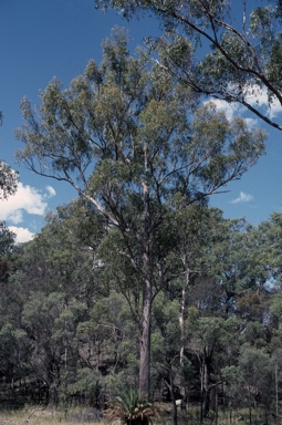 APII jpeg image of Eucalyptus erosa  © contact APII