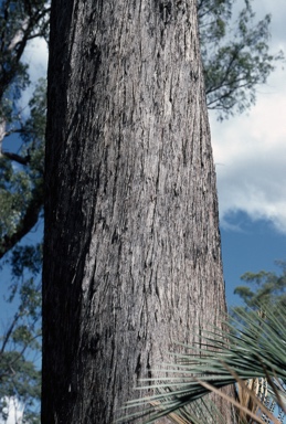 APII jpeg image of Eucalyptus erosa  © contact APII