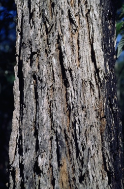 APII jpeg image of Angophora bakeri subsp. bakeri  © contact APII