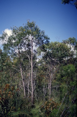 APII jpeg image of Angophora bakeri subsp. crassifolia  © contact APII