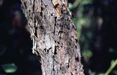 APII jpeg image of Angophora woodsiana  © contact APII