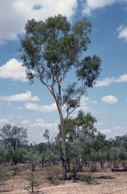 APII jpeg image of Corymbia blakei  © contact APII