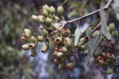 APII jpeg image of Corymbia terminalis  © contact APII