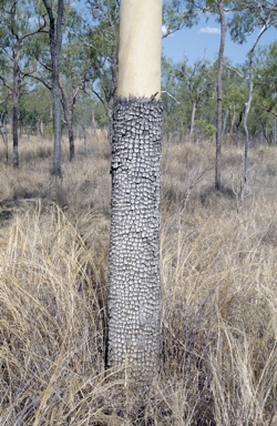 APII jpeg image of Corymbia tessellaris  © contact APII