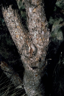 APII jpeg image of Corymbia zygophylla  © contact APII