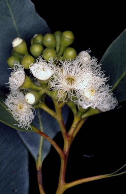 APII jpeg image of Eucalyptus absita  © contact APII
