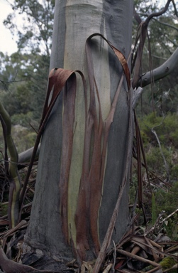 APII jpeg image of Eucalyptus pauciflora subsp. acerina  © contact APII