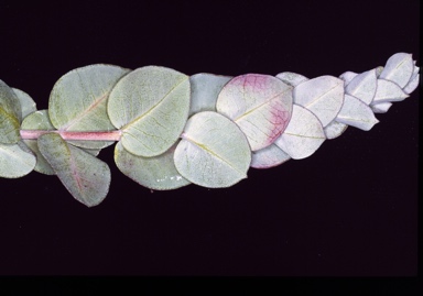 APII jpeg image of Eucalyptus albida  © contact APII