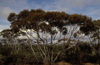 APII jpeg image of Eucalyptus albida  © contact APII